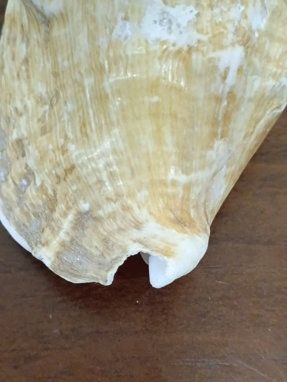 Conch Shells, Set Of 2 - Picture 10 of 10